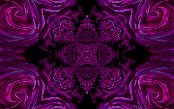 Product picture abstract purple rose background